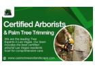 Expert Tree Services, Certified Arborists & Palm Tree Trimming in Las Vegas, NV