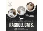 Ragdoll Cat in Bangalore | Best Kittens in Bangalore