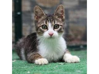 Ragdoll Cat Price -  My Cat Shop