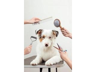 Professional Dog Wash and Care Services in Westchase