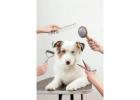 Professional Dog Wash and Care Services in Westchase