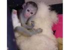 Top quality baby capuchin monkeys whatsapp us at +447832000570 for more details