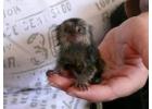 Marmosets Monkeys Available Now whatsapp us at +447832000570 for more details