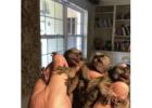 Pygmy Marmoset Monkey Available whatsapp us at +447832000570 for more details