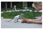 Small Capuchin Monkey whatsapp us at +447832000570 for more details