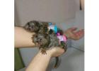 Marmoset Monkeys For Adoption whatsapp us at +447832000570 for more details
