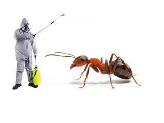 Say Goodbye to Ants with Trusted Ant Pest Control Sharjah Services!