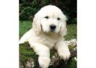 English Golden Retriever Indiana: Graceful, Intelligent, and Family-Friendly Dogs