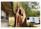 Emergency Tree Service​ Rohnert Park