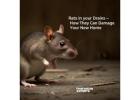 Rats in your Drains - How They Can Damage Your New Home
