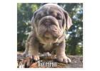 Bennetts English bulldogs  Address: 4100 countryside way snellville Ga 