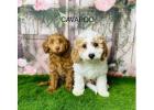 Cavapoo Breeders UK – Beautiful Cavapoo Puppies at Douglas Hall