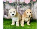 Cockapoo Puppies UK – Friendly Designer Pups at Douglas Hall