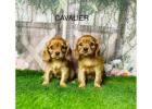 Cavalier King Charles Spaniel Puppies UK – Douglas Hall Kennels