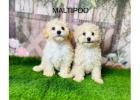 Maltipoo Puppies for Sale UK – Cute Poodle Crosses at Douglas Hall