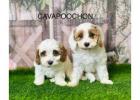 Cavapoochon Puppies for Sale in the UK – Friendly, Hypoallergenic Pups