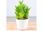 Healthy Air Purifying Plants  online to Clean Your Indoor Air - Plant Orbit