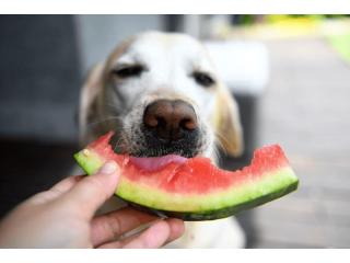 Which fruits can my dog eat?