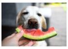 Which fruits can my dog eat?