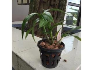 Online Orchid Supplies: Your Gateway to Thriving Blooms and Roots