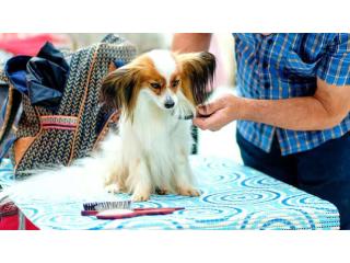 Dog Grooming