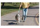 Dog Walking
