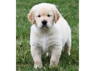 Golden Retriever Puppies Indiana: Graceful, Intelligent, and Family-Friendly Dogs