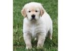 Golden Retriever Puppies Indiana: Graceful, Intelligent, and Family-Friendly Dogs