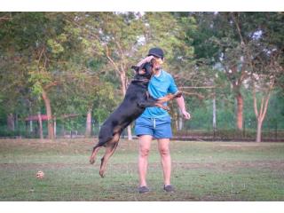 Dog Training