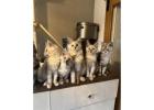 Stunning Maine Coon Girls And Boys AVAILABLE NOW