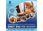 Gentle and Professional Dog Washing in South Tampa