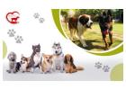 Comfortable Pet Boarding Gurgaon – Happypettings