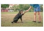 Dog Training