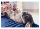 Small Pets Grooming in Surat