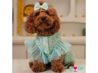 Best Dog Kurta & Dog Lehenga for Wedding Celebrations