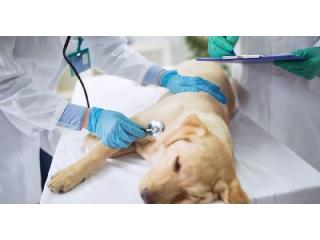 Reliable Emergency Pet Care in Spring Hill