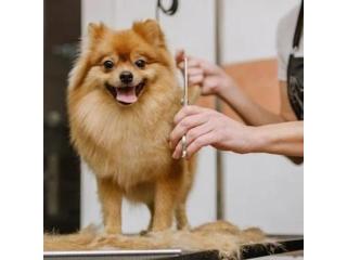 Keep Your Pet Fresh and Clean