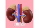 Best Kidney Specialists in Gurgaon 