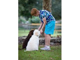 Smart Trained Labradoodle Puppies florida - Sunrise Australian Labradoodles