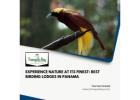 Experience Nature at Its Finest: Best Birding Lodges in Panama