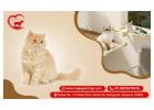 Trusted Cat Care Gurgaon | Happypettings