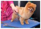 Dog Grooming