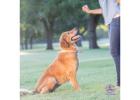 K9BU DOG TRAINING – NOW SERVING HILLCREST, NORTH PARK & MISSION HILLS!