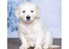 English Golden retriever: Premium Cream Puppies with Health Guarantees 