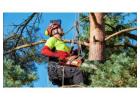 Professional Residential Tree Cutting Service – Safe, Affordable & Local Experts