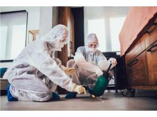 Hire Professional Ant Pest Control Sharjah Experts | Al Ameen Pest Control