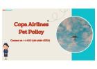 How to Travel with a Pet on Copa Airlines: A Step-by-Step Guide