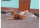 Dog Hostel