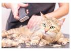 Cat Grooming in Faridabad