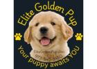 Elite Golden Pups